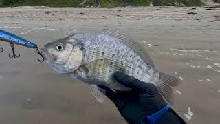 Surf Fishing with Lures - Catches Big Barred Surfperch