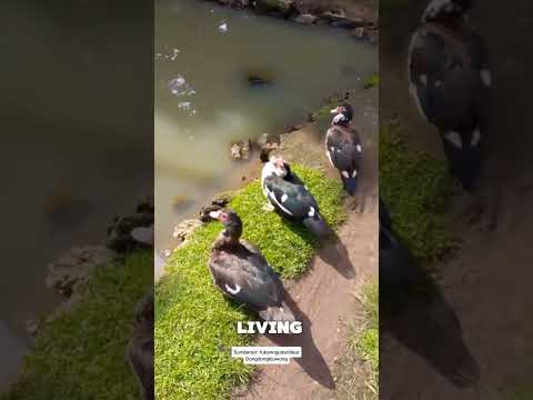 Pesona Penguin indonesia