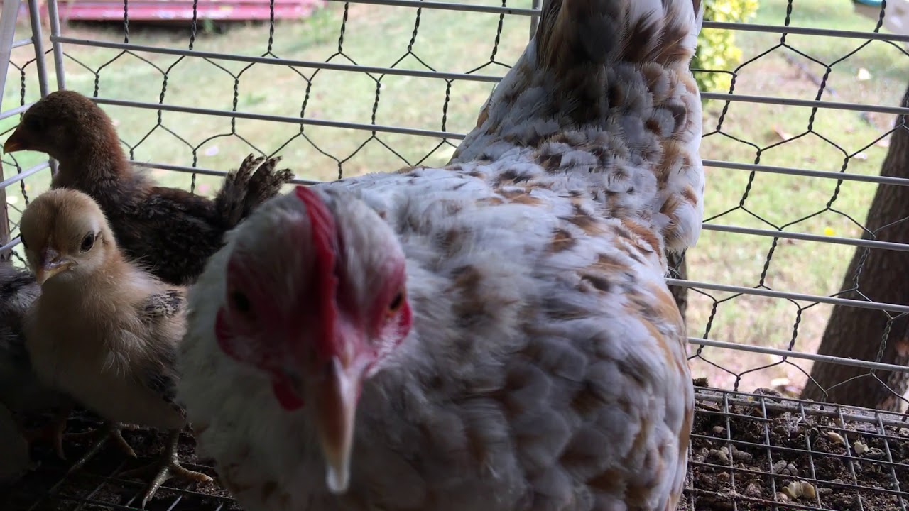 NBC Chickens and Pigeons Coop YouTube
