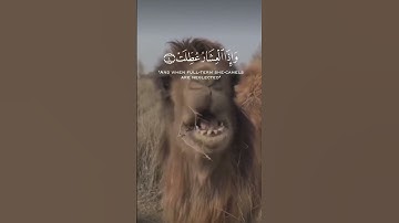 سورة التكوير من الاية 1 الى الاية 9