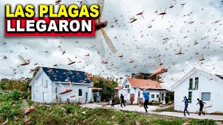 Plaga apocalíptica de Millones de Insectos invade este país. Lo más fuerte llega