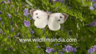 A Cabbage White butterfly visits Viper's Bugloss flowers in slow motion