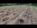 【SDGsで青パパイヤ栽培】土作り!堆肥とウッドチップが入っている畑なので土もフカフカ!土壌改良資材のカルスNC-Rと鶏ふんペレットを混ぜます!次回マキタアースオーガ(DDG460DZ)で深く掘ります