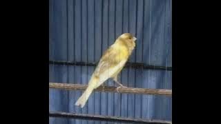 masteran kenari suara air mancur/roll panjang #kembarcanarysby