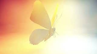 Butterfly Video Free Download - Butterfly | Royalty Free Stock Footage| Full HD