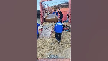 Unloading of Clay Wine Jars Using a Straw Bed