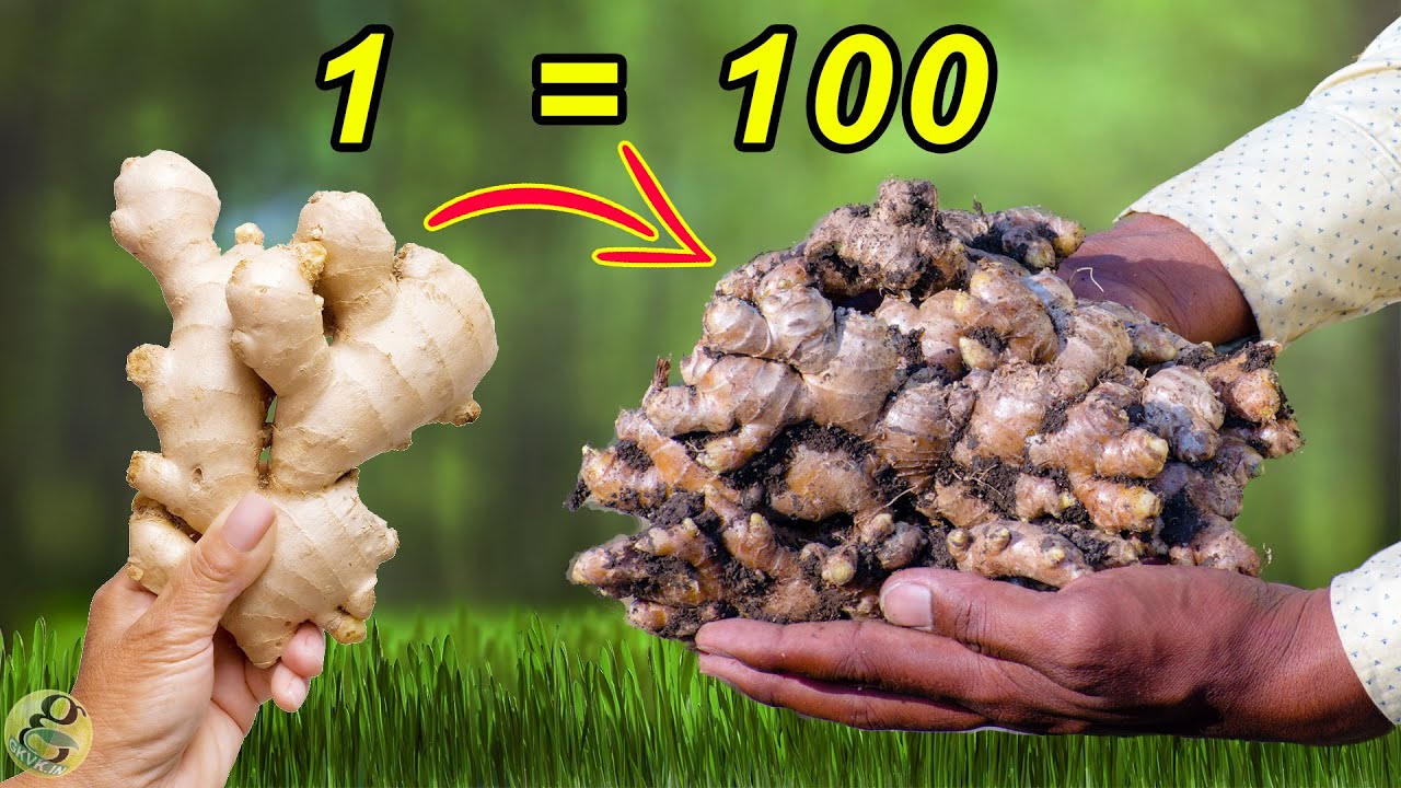 how-to-grow-ginger-from-ginger-at-home-food-gardening-ep-1-gardeningtipsforyou