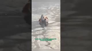 The dog rescue a drowning squirrel #shortvideo #rescue #animals #squirrel #healing #dog #shorts