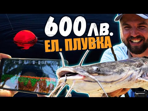 Видео: Коя е най-скъпата риба в света