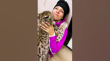 Почему мы к дикой рыси ходим с ребёнком? 😺