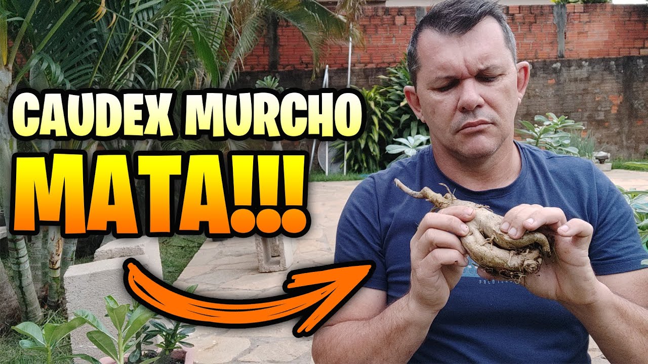 O CAUDEX da sua rosa do deserto ESTÁ MURCHO?!?! Entenda COMO RESOLVER!!!