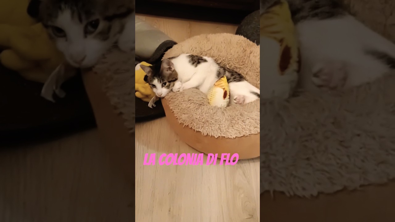 Italia's Got Talent: Gatto Balla Il Tico Tico Dormendo!