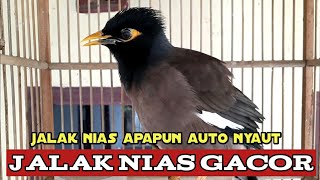 dengar suara jalak nias ini jalak nias apapun auto nyaut cukup sekali pancing || jalak nias gacor