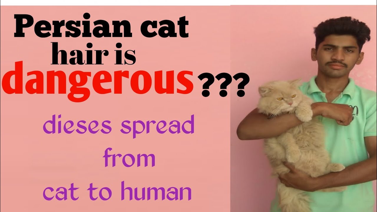 🐱 Persian cat hair are dangerous ?? dieses spread from cat to human