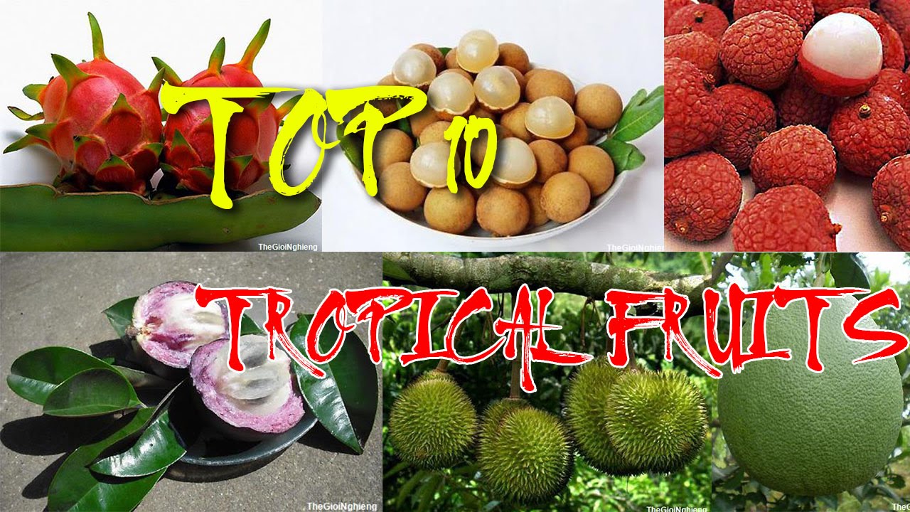 top 10 tropical fruits! very delicious! - health and beauty - youtube