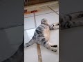 Our cat quietly #ytshorts