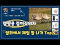 광군제 캠핑용 접이식의자 가성비 특가 Top5