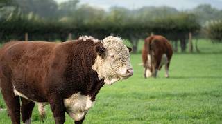 Big day on the farm! 🐂✨ Sirius is officially heading outside to join the ladies in the field.