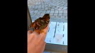 The Sparrow Diaries Day 7: Raising Trooper the Sparrow Baby Bird by weliveinspired 349 views 6 years ago 5 minutes, 14 seconds