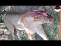 No mercy for injured lion