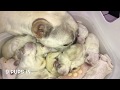 French Bulldog Self Whelping litter of 11! LILAC PLATINUMS natural delivery labour puppy journey