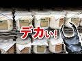 オオクワガタの菌糸ボトルを交換したら40gオーバーが連発した！