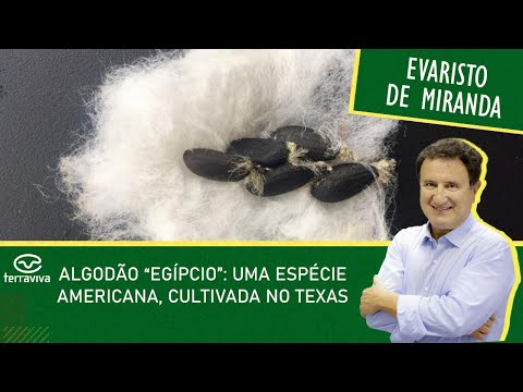Vídeo: Onde eles cultivam algodão no Texas?
