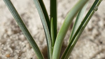 Growing Joshua Trees from Seeds, Days 178-233
