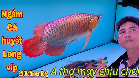 10h đêm ngắm Cá Rồng Huyết Long siêu víp cùng Thái Salem