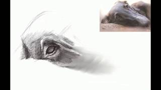 Borzoi puppy speed painting - iPad Pro + Apple Pencil + Procreate by Ashley Cirimeli 1,020 views 6 years ago 1 minute, 38 seconds