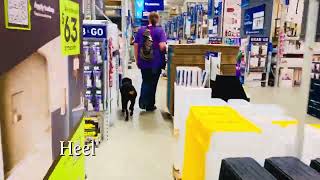 7 Month Old Rottweiler | Best Rottweiler Training | Off Leash K9 | Board & Train | Southwest MO