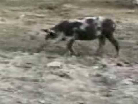 ochopintre.ge პირადი მცველი