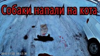 DARK STAlb & ОФ "Сердца Павлодара" - Собаки напали на кота (The dog attacked the cat) DARK STAlb & ОФ "Сердца Павлодара" - Собаки напали на кота (The dog attacked the cat)