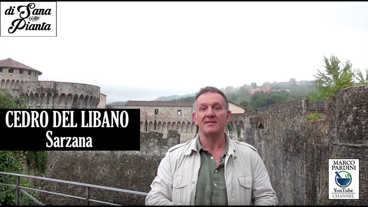 CEDRO DEL LIBANO