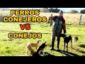 PERROS Conejeros  VS Conejos /Continuamos Con las Conejiadas 2023 ARAUCO