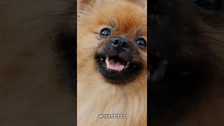 Pomeranian Dog Facts