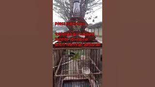 pleci pacitan tembakan sejalur zipper lovebird