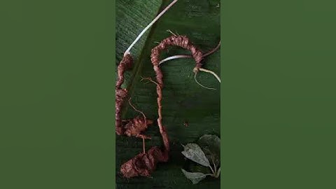 3 củ sâm rừng 45 gam mấy triệu thôi ạ mời các bác siêu tầm 0377965679 e Nguyệt nhé