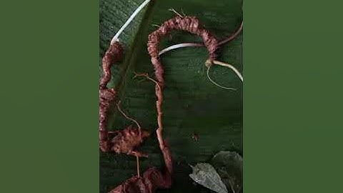 3 củ sâm rừng 45 gam mấy triệu thôi ạ mời các bác siêu tầm 0377965679 e Nguyệt nhé