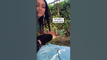 ALIANNA Makes Music from Plants with the Biotron 🌱✨ Science, Sound & Magic #biotron #playtronica