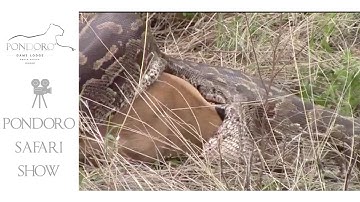 Huge python swallows an impala