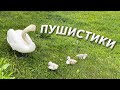 Пушистики на лужайке. Мимишность зашкаливает!