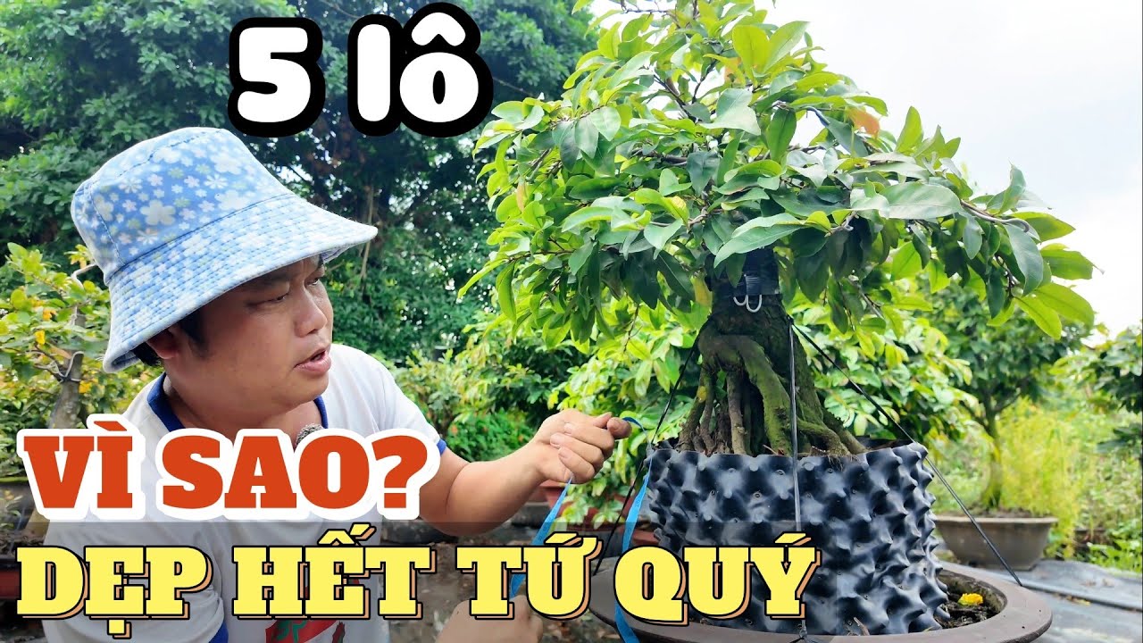 Mai tứ quý rớt giá rẻ kỷ lục! có 1tr5/cây H30 đế đẹp 5 lô bán Tết ghép SBBL SBSG vườn mai Thịnh Phát