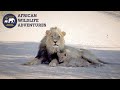 Lion cub cuddling with its father in the kgalagadi