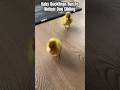Cute Ducklings Make Dog Cry!