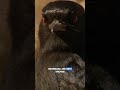 How Do Animals Talk To Each Other Without Words? #animals #animalplanet #discovery