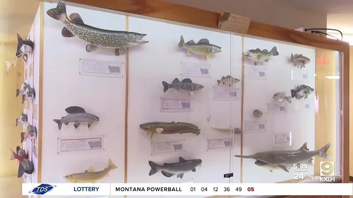 Harmful 'forever chemicals' found in freshwater fish in US