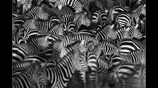The great zebra migration