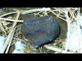 How to ID / Identify a Meteorite - Stone