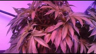 Update on my GorillaWarFare,TheFunkOG as well as my Legion OG from KannaGenetics